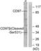 Adhesion G Protein-Coupled Receptor E5 antibody, GTX86961, GeneTex, Western Blot image 