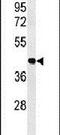 Activating Transcription Factor 1 antibody, PA5-24788, Invitrogen Antibodies, Western Blot image 