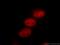 Transducin-like enhancer protein 3 antibody, 11372-1-AP, Proteintech Group, Immunofluorescence image 