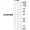 SLC9A3 Regulator 2 antibody, A05624-1, Boster Biological Technology, Western Blot image 