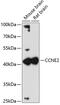 Cyclin E2 antibody, 19-327, ProSci, Western Blot image 
