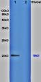 Prepronociceptin antibody, orb11142, Biorbyt, Western Blot image 