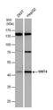 Wnt Family Member 4 antibody, NBP2-20909, Novus Biologicals, Western Blot image 