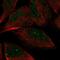 Archaelysin Family Metallopeptidase 2 antibody, NBP2-56224, Novus Biologicals, Immunofluorescence image 