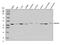 ER Lipid Raft Associated 2 antibody, A07042-2, Boster Biological Technology, Western Blot image 