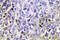 Granzyme K antibody, LS-C176975, Lifespan Biosciences, Immunohistochemistry frozen image 