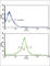 Matrix Metallopeptidase 14 antibody, abx032725, Abbexa, Western Blot image 