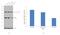 Serine And Arginine Rich Splicing Factor 6 antibody, PA5-41810, Invitrogen Antibodies, Western Blot image 