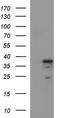 Interleukin-1 alpha antibody, TA506846S, Origene, Western Blot image 