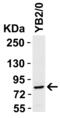 Signal transducer and activator of transcription 1 antibody, 2429, QED Bioscience, Western Blot image 