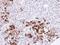 Gelsolin antibody, PA5-27350, Invitrogen Antibodies, Immunohistochemistry frozen image 