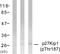 Cyclin Dependent Kinase Inhibitor 1B antibody, LS-C117439, Lifespan Biosciences, Western Blot image 