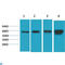 Protein Kinase AMP-Activated Catalytic Subunit Alpha 1 antibody, LS-C814199, Lifespan Biosciences, Immunohistochemistry paraffin image 