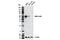 Motor Neuron And Pancreas Homeobox 1 antibody, 41983S, Cell Signaling Technology, Western Blot image 