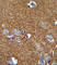 ATPase Na+/K+ Transporting Subunit Alpha 2 antibody, abx032629, Abbexa, Western Blot image 