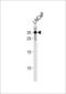 Ring Finger Protein 4 antibody, LS-B10482, Lifespan Biosciences, Western Blot image 