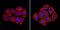 BH3 Interacting Domain Death Agonist antibody, GTX15667, GeneTex, Immunofluorescence image 