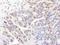 RE1 Silencing Transcription Factor antibody, IHC-00141, Bethyl Labs, Immunohistochemistry frozen image 