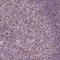 B And T Lymphocyte Associated antibody, NBP2-49354, Novus Biologicals, Immunohistochemistry paraffin image 