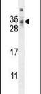 MAF1 Homolog, Negative Regulator Of RNA Polymerase III antibody, PA5-23712, Invitrogen Antibodies, Western Blot image 