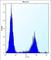 Mannosidase Alpha Class 2A Member 2 antibody, abx026853, Abbexa, Western Blot image 