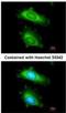 MX Dynamin Like GTPase 1 antibody, NBP1-32905, Novus Biologicals, Immunocytochemistry image 