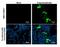 S Epitope Tag antibody, NBP2-43817, Novus Biologicals, Immunofluorescence image 