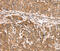 PDZ And LIM Domain 4 antibody, MBS2524532, MyBioSource, Immunohistochemistry frozen image 