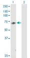 Mediator Complex Subunit 26 antibody, H00009441-D01P, Novus Biologicals, Western Blot image 