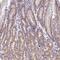 WD Repeat Domain 5B antibody, NBP1-92587, Novus Biologicals, Immunohistochemistry paraffin image 