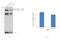 Eukaryotic Translation Initiation Factor 4 Gamma 1 antibody, PA5-17422, Invitrogen Antibodies, Western Blot image 