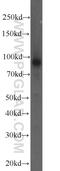 Chondroitin Polymerizing Factor antibody, 23953-1-AP, Proteintech Group, Western Blot image 
