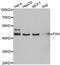 Fumarylacetoacetate Hydrolase antibody, A02072, Boster Biological Technology, Western Blot image 