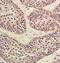 Contactin-4 antibody, orb11173, Biorbyt, Immunohistochemistry paraffin image 