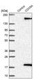 Cytochrome C Oxidase Subunit 5A antibody, PA5-55646, Invitrogen Antibodies, Western Blot image 