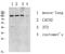 Eukaryotic Translation Elongation Factor 2 antibody, STJ99607, St John