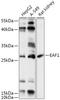 ELL Associated Factor 1 antibody, 18-105, ProSci, Western Blot image 
