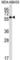 Protein Disulfide Isomerase Family A Member 5 antibody, abx027813, Abbexa, Western Blot image 