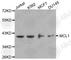 MCL1 Apoptosis Regulator, BCL2 Family Member antibody, A0434, ABclonal Technology, Western Blot image 
