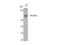 RUNX Family Transcription Factor 2 antibody, STJ95557, St John