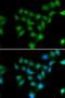 POU Class 2 Homeobox Associating Factor 1 antibody, LS-C334884, Lifespan Biosciences, Immunofluorescence image 