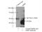 MAP3K12 Binding Inhibitory Protein 1 antibody, 10685-1-AP, Proteintech Group, Immunoprecipitation image 