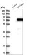 VANGL Planar Cell Polarity Protein 1 antibody, PA5-55231, Invitrogen Antibodies, Western Blot image 