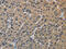 Sigma Non-Opioid Intracellular Receptor 1 antibody, CSB-PA233715, Cusabio, Immunohistochemistry frozen image 