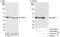 Thyroid Hormone Receptor Interactor 13 antibody, A303-605A, Bethyl Labs, Immunoprecipitation image 