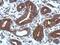 Tyrosine Kinase With Immunoglobulin Like And EGF Like Domains 1 antibody, GTX103429, GeneTex, Immunohistochemistry paraffin image 