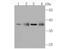 WD Repeat Domain 5 antibody, NBP2-75711, Novus Biologicals, Western Blot image 