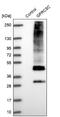 G Protein-Coupled Receptor Class C Group 5 Member C antibody, NBP1-87159, Novus Biologicals, Western Blot image 