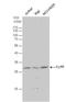 Caseinolytic Mitochondrial Matrix Peptidase Proteolytic Subunit antibody, NBP1-31011, Novus Biologicals, Western Blot image 