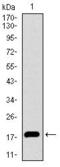 Inhibitor Of DNA Binding 2 antibody, GTX60689, GeneTex, Western Blot image 